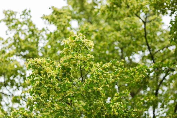 Ihlamur ağacı (Tilia cordata çiçek açan dalları)