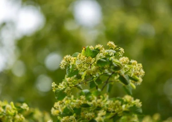 Цветущие ветви липы (Tilia cordata ) — стоковое фото