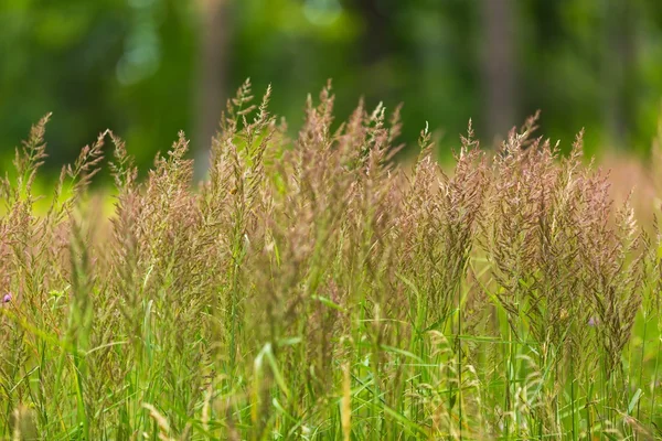 Schön blühendes Gras im Sommer — Stockfoto