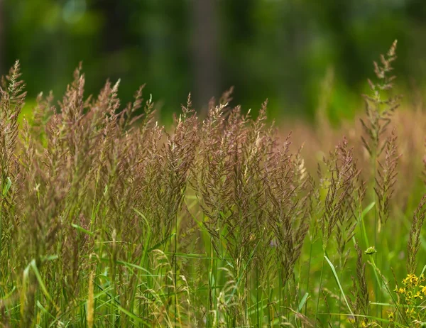 Vackra blommande gräs på sommaren — Stockfoto