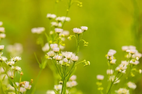 在森林中生长的野生白花 — 图库照片