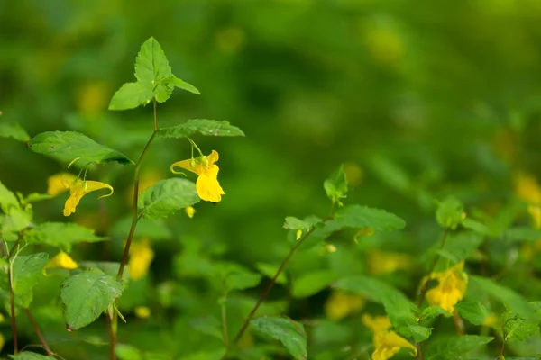 Dziki kwiat żółty rosnące w lesie — Zdjęcie stockowe