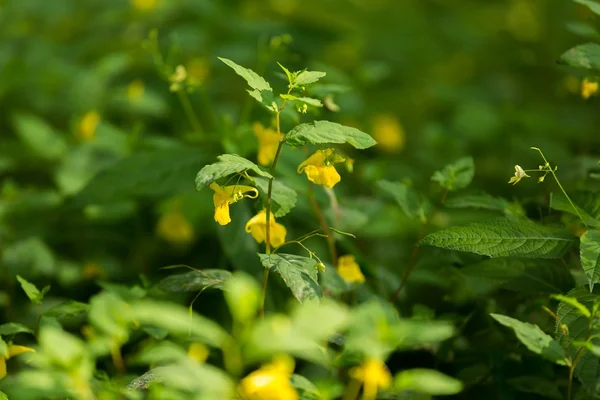 Flor amarilla silvestre creciendo en el bosque — Foto de Stock