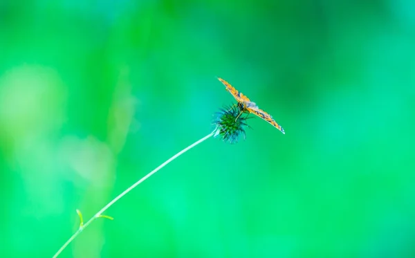 緑の背景の植物に座って蝶 — ストック写真