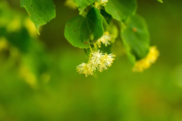 Lime tree blooming — Stock Photo, Image