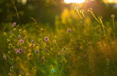 Güzel çiçekler, çiçek açan kırsal Lehçe