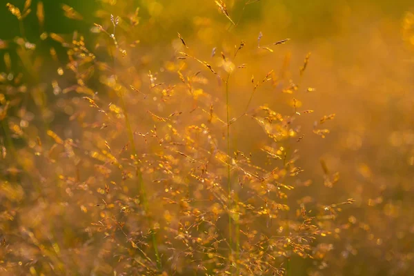 野生の草 foxtails. — ストック写真