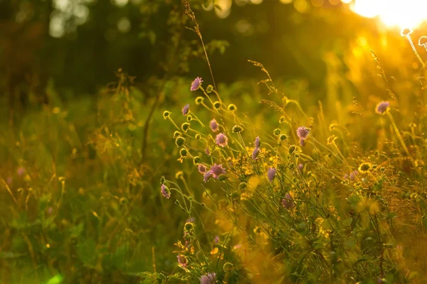 美丽的野花盛开在波兰乡村 — 图库照片