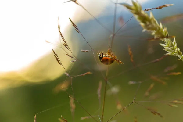 Beautiful ladybug siting on grass at summer sunset — Stock Photo, Image