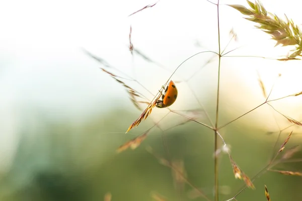 美しいてんとう虫が夏夕日で芝生の上やま — ストック写真