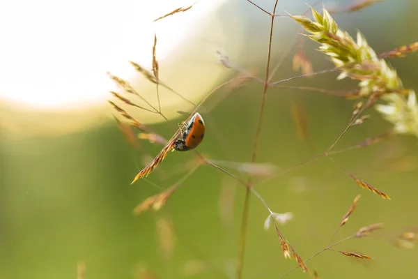 Beautiful ladybug siting on grass at summer sunset — Stock Photo, Image