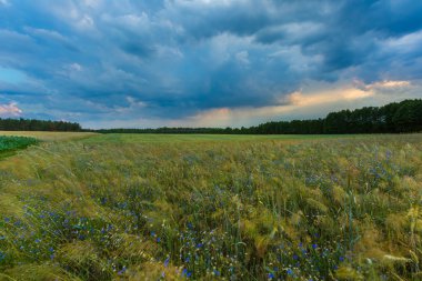 Polonya alanları üzerinde güzel fırtınalı gökyüzü