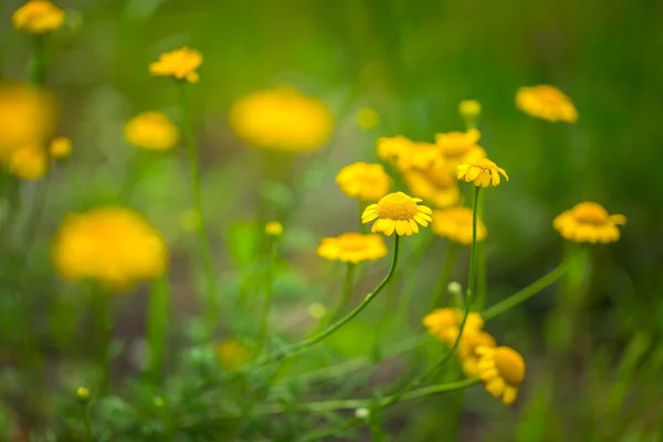 Ρωμαϊκός chamomile κίτρινα λουλούδια — Φωτογραφία Αρχείου