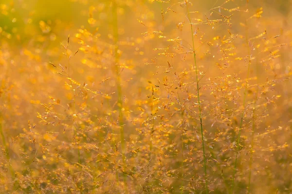 Dzika trawa foxtails. — Zdjęcie stockowe