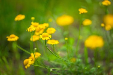 Roma papatya sarı çiçek