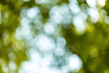 güzel doğal bokeh arka plan