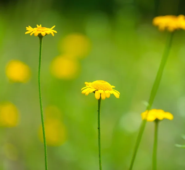 Roomalaiset kamomilla keltaiset kukat — kuvapankkivalokuva