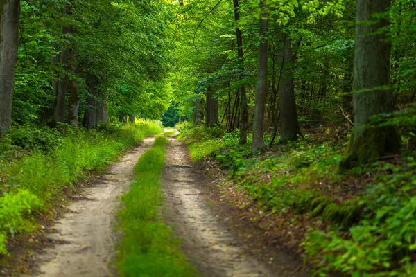 Природний польський пейзаж з лісовою стежкою . — стокове фото