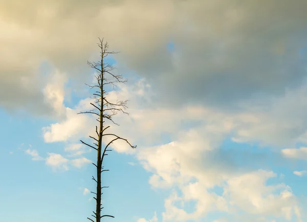 Beau ciel nuageux avec arbre flétri — Photo