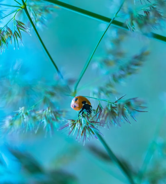 Bella coccinella che si trova sull'erba al tramonto estivo — Foto Stock