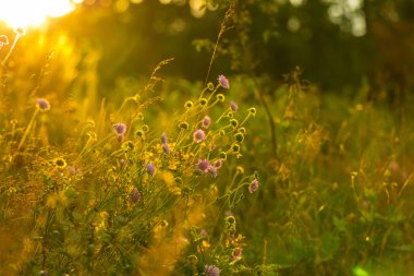 Güzel çiçekler, çiçek açan kırsal Lehçe