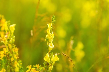 Güzel çiçekler, çiçek açan kırsal Lehçe