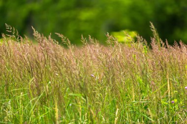 Yaz aylarında güzel çiçek açan çimen