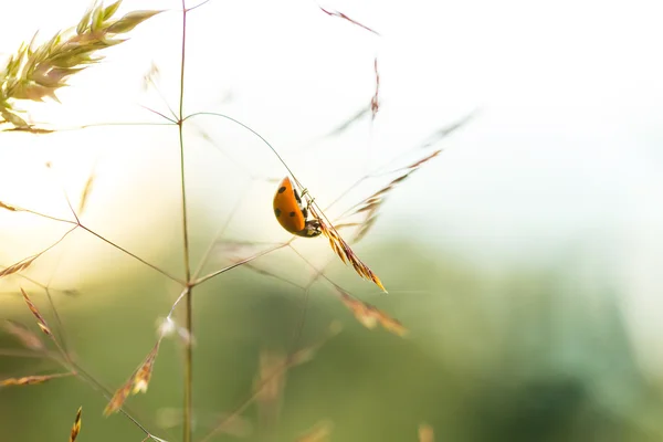 美しいてんとう虫が夏夕日で芝生の上やま — ストック写真