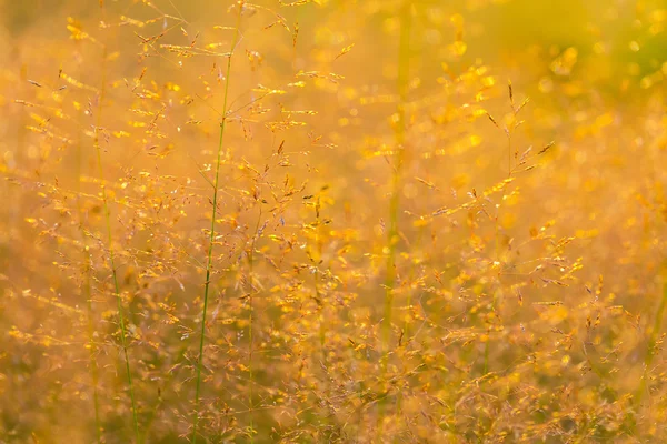 野生の草 foxtails. — ストック写真