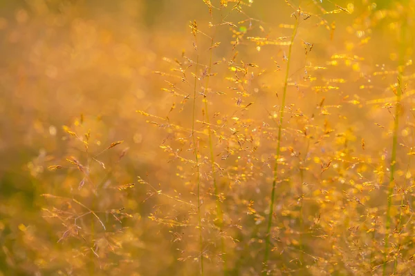 Wild grass foxtails. — Stock Photo, Image