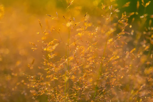 野生の草 foxtails. — ストック写真