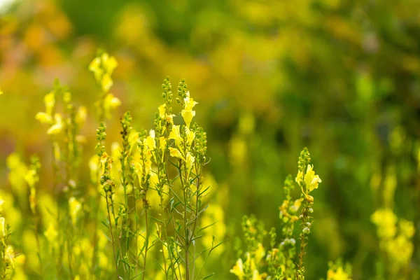 Vackra blommor som blommar i polska landsbygden — Stockfoto