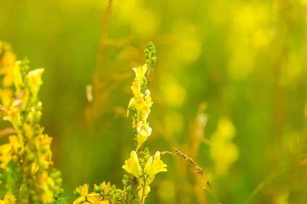 Smukke vilde blomster blomstrer i polsk landskab - Stock-foto