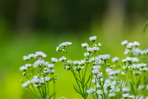 在森林中生长的野生白花 — 图库照片