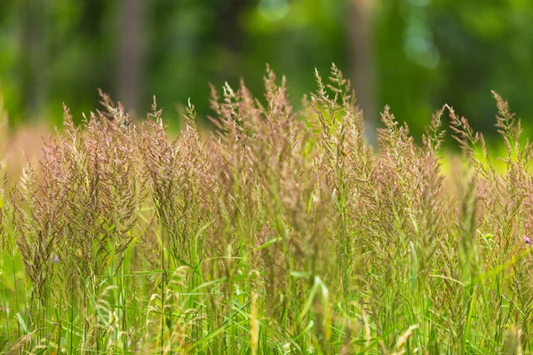 Smukt blomstrende græs om sommeren - Stock-foto