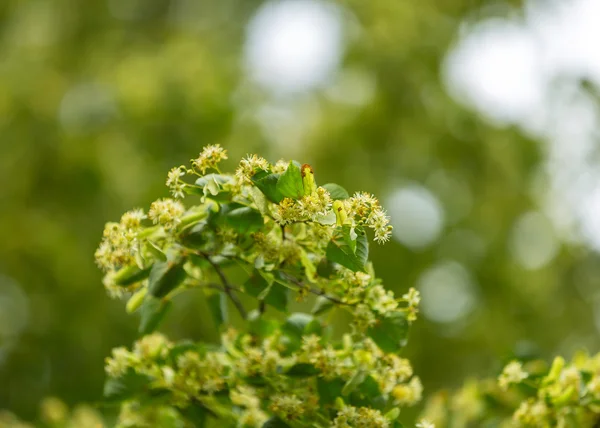 Blooming branches of lime tree (Tilia cordata) — Stock Photo, Image