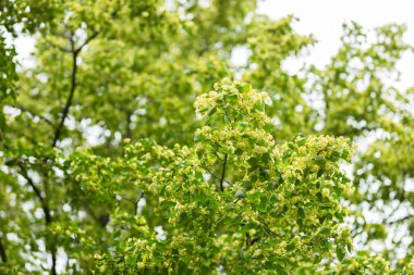 Ihlamur ağacı (Tilia cordata çiçek açan dalları)