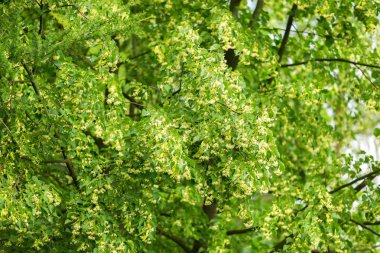 Ihlamur ağacı (Tilia cordata çiçek açan dalları)