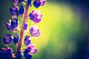 Acı bakla çiçek Vintage Fotoğraf