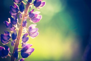 Acı bakla çiçek Vintage Fotoğraf