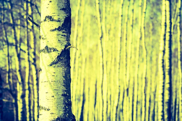 Vintage photo of birch tree trunks