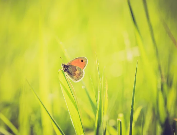 Вінтажне фото метелика, що сидить на рослині — стокове фото