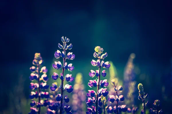 Ročník fotografické vlčí květin — Stock fotografie