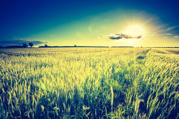 Vintage-Foto von schönen Sonnenuntergang über Sommer Feld. — Stockfoto