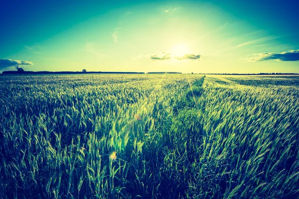 Vintage foto de belo pôr do sol sobre o campo de verão . — Fotografia de Stock