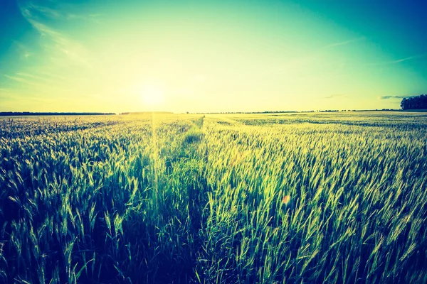 Foto vintage del hermoso atardecer sobre el campo de verano . — Foto de Stock