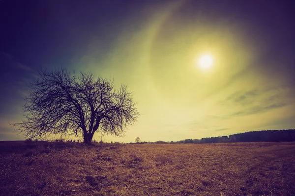 Винтажное фото польских полей с засохшим деревом — стоковое фото