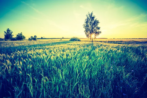 Foto vintage del hermoso atardecer sobre el campo de verano . — Foto de Stock