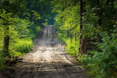 Sandy orman yolu, yaz