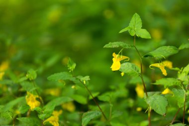 Ormanda büyüyen vahşi sarı çiçek